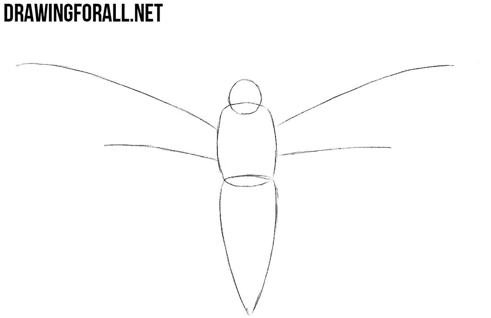 how to draw a Sphingidae