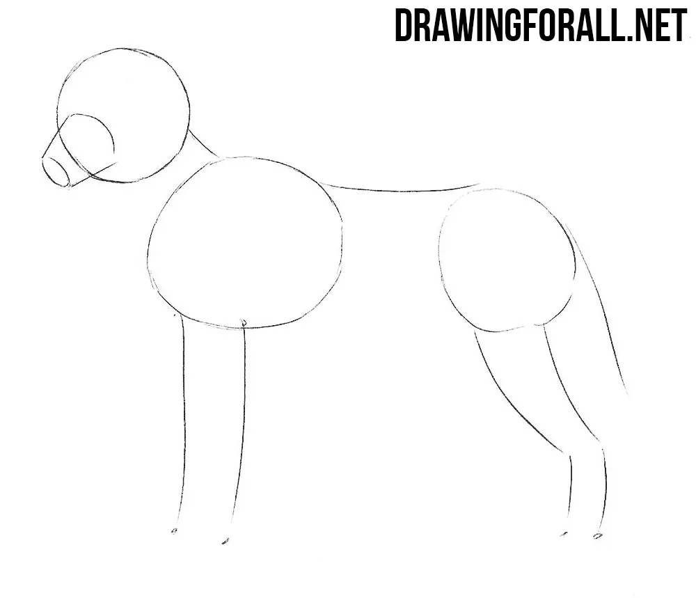 how to draw a wolf