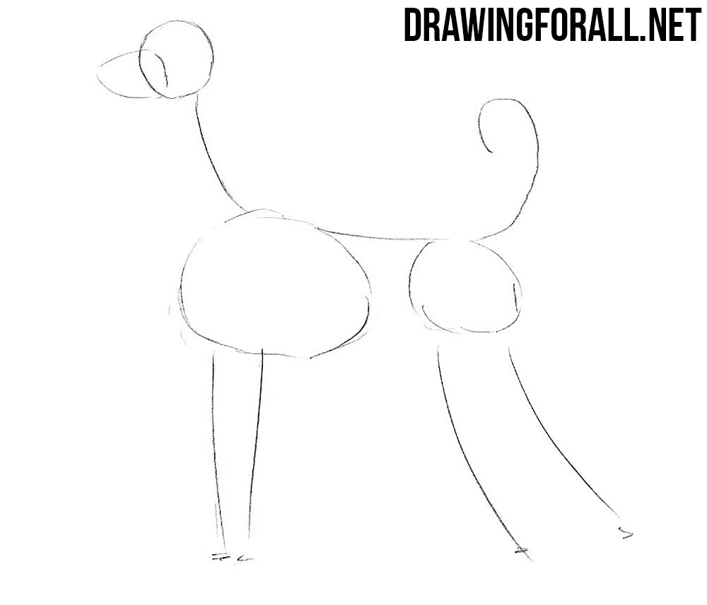 how to draw an Afghan hound