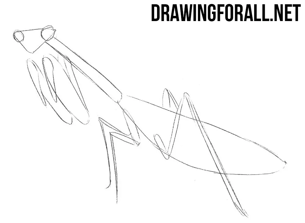 How to Draw a Mantis step by step