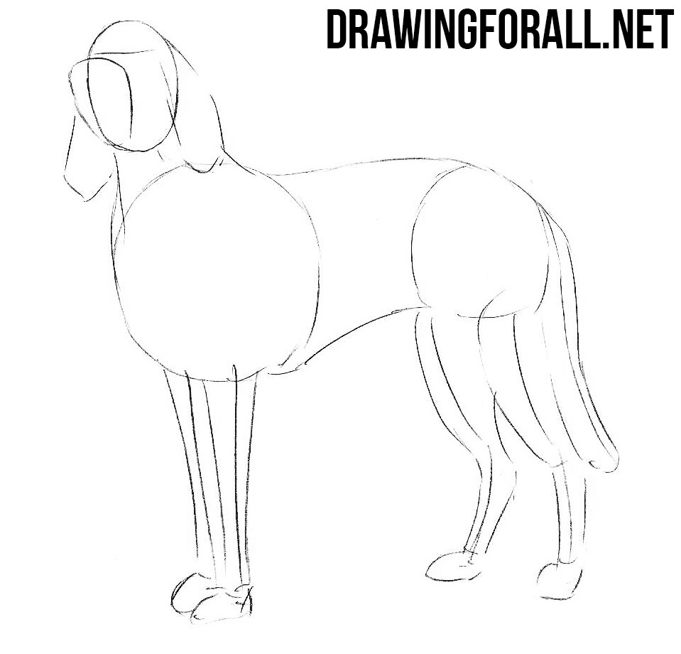 how to draw a Bloodhound dog