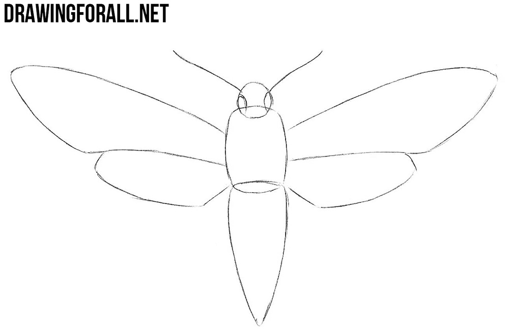 how to draw a Sphingidae step by step