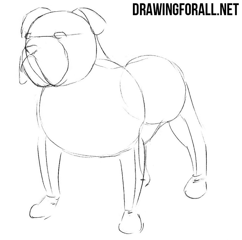 how to draw a bulldog step by step