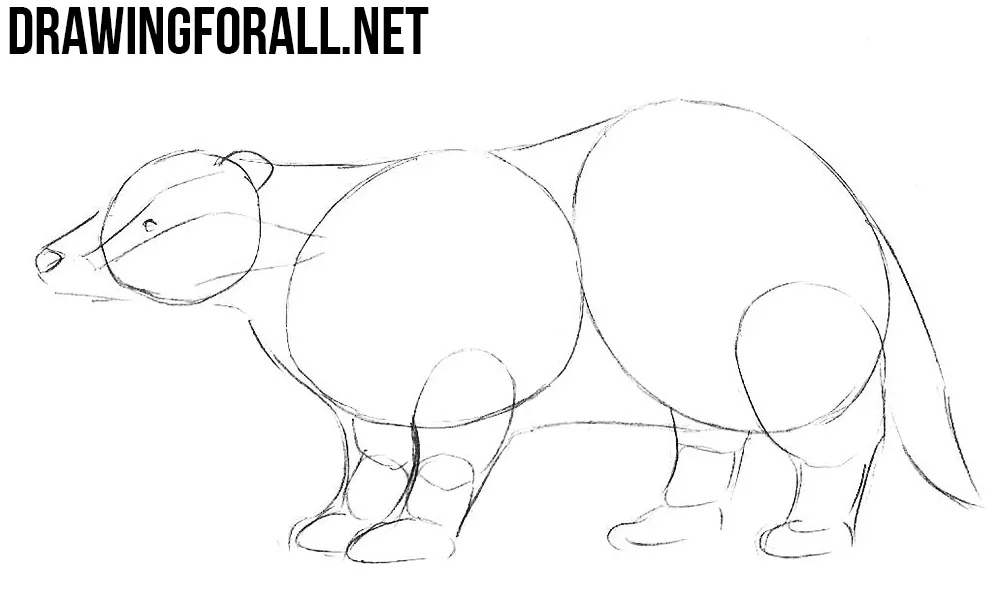 How to Draw a Badger step by step
