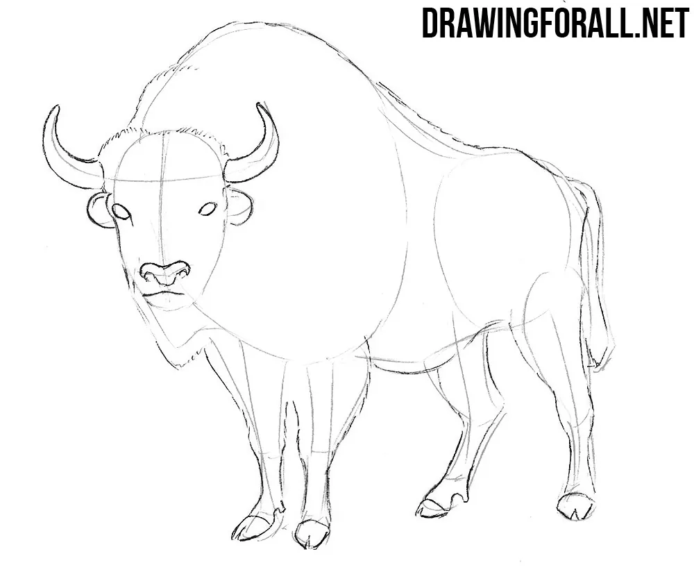 How toDraw a Buffalo