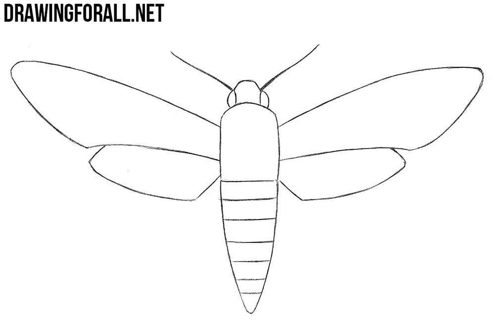 Sphingidae drawing