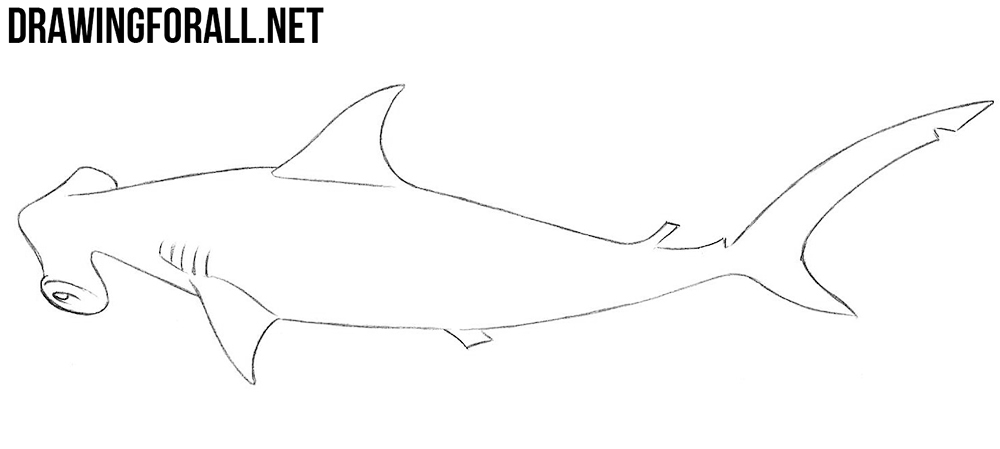 hammerhead shark drawing