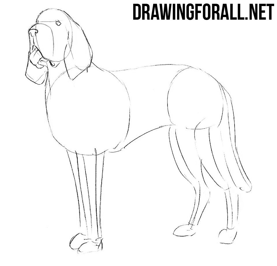 how to draw a Bloodhound