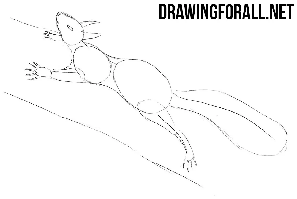 how to draw a Squirrel