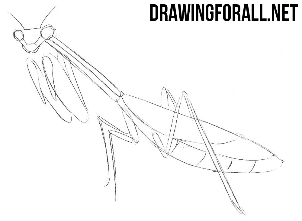 how to draw an insect