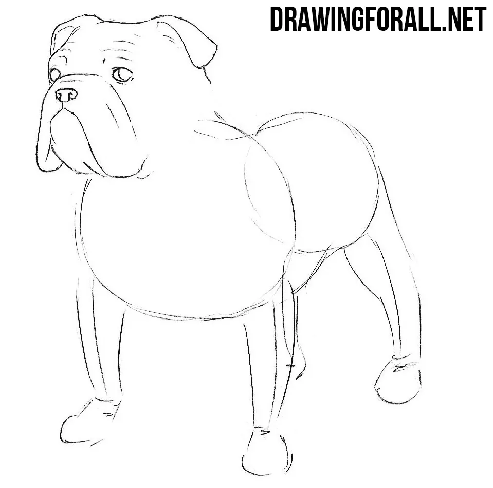 learn to draw a bulldog step by step