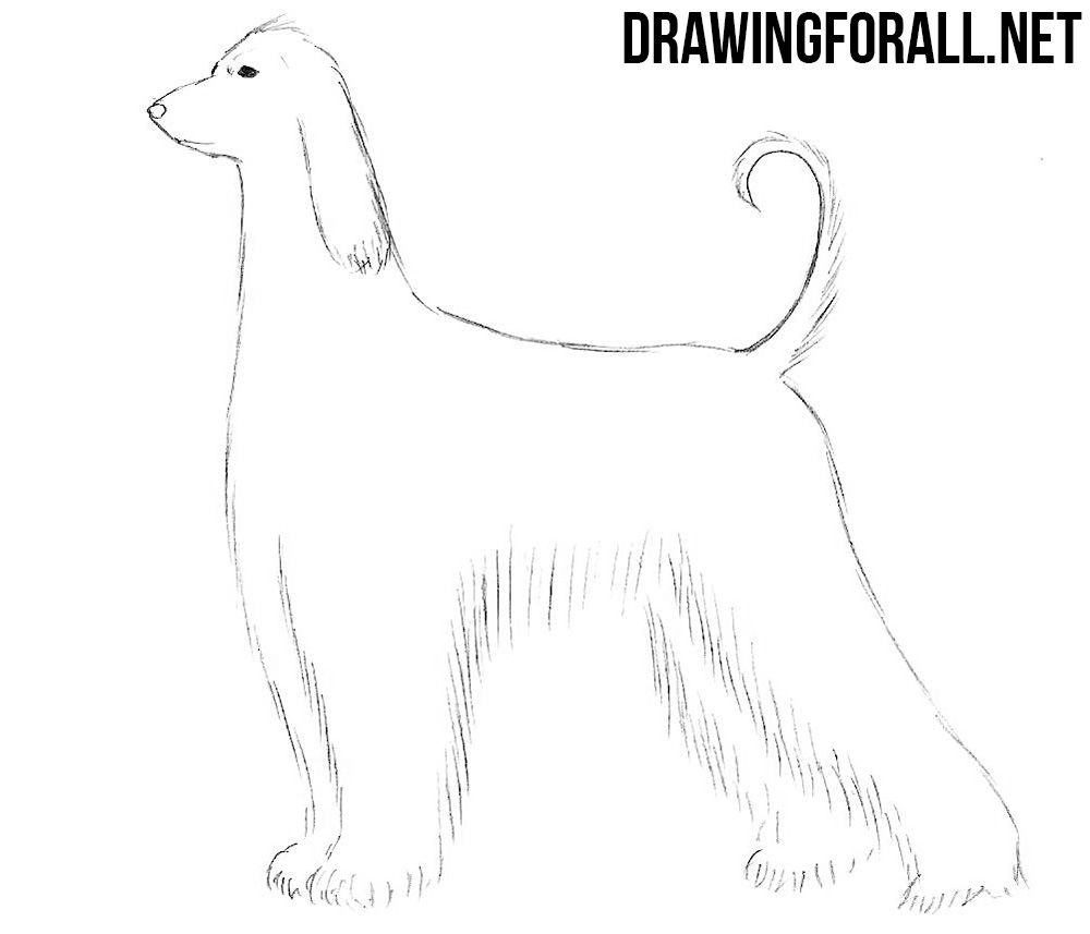 Afghan hound drawing