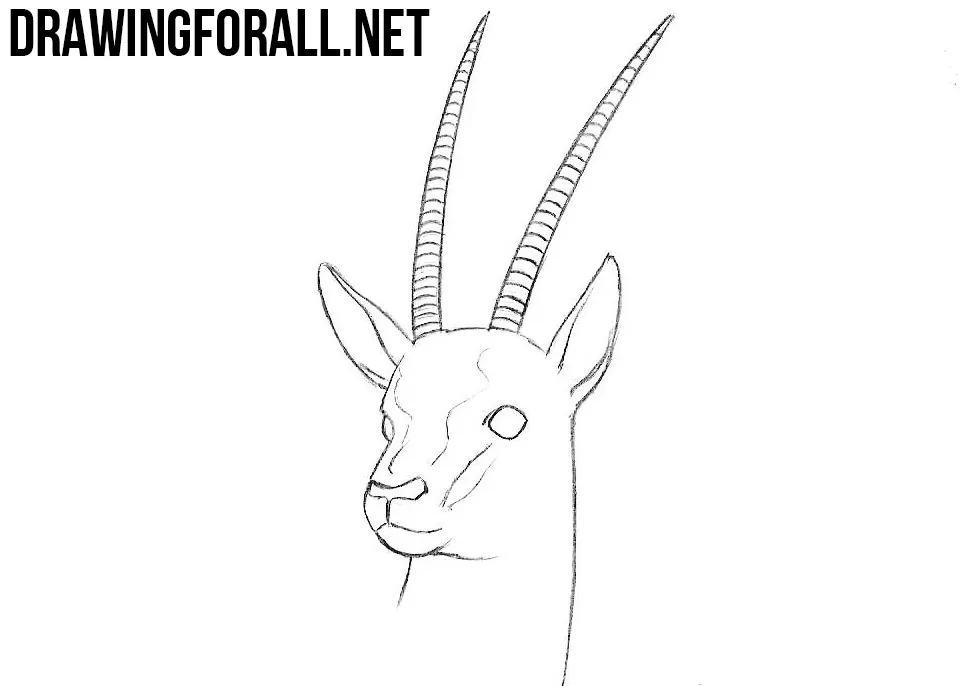 Antelope Head Drawing