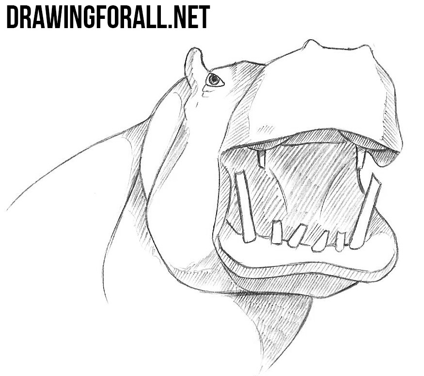 How to Draw a Hippo Head