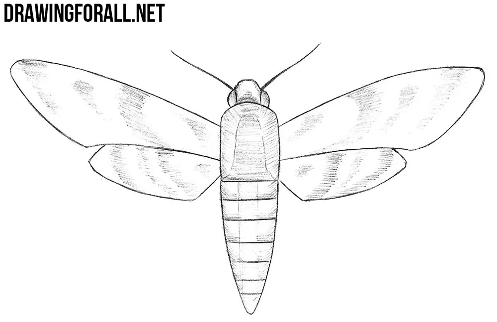 How to Draw a Sphingidae