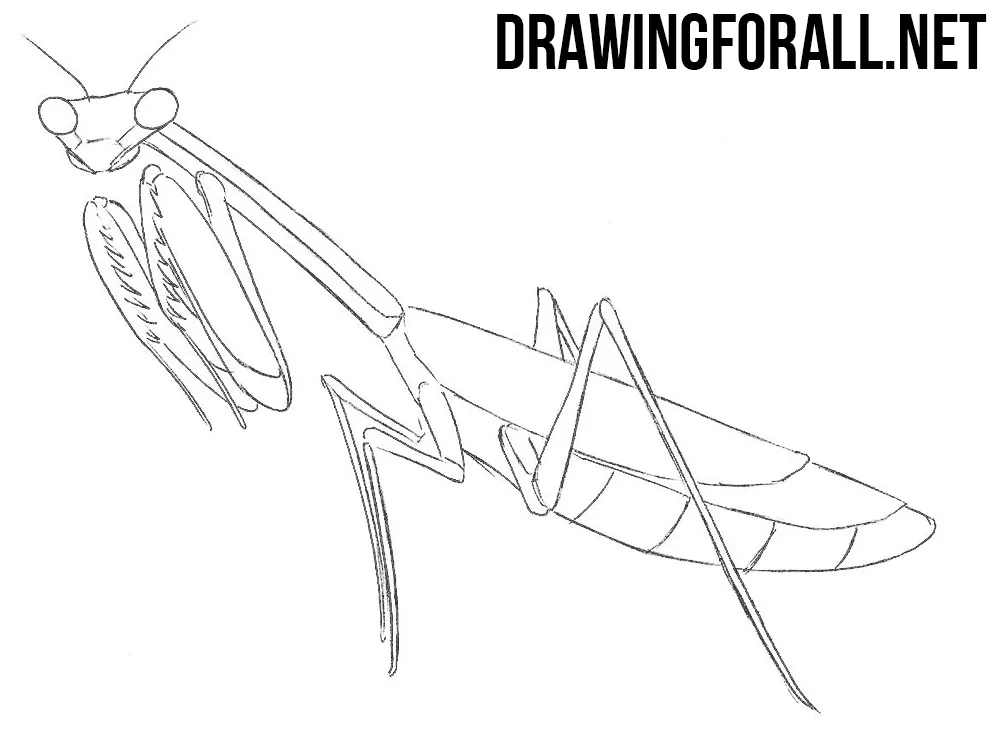 Mantis drawing