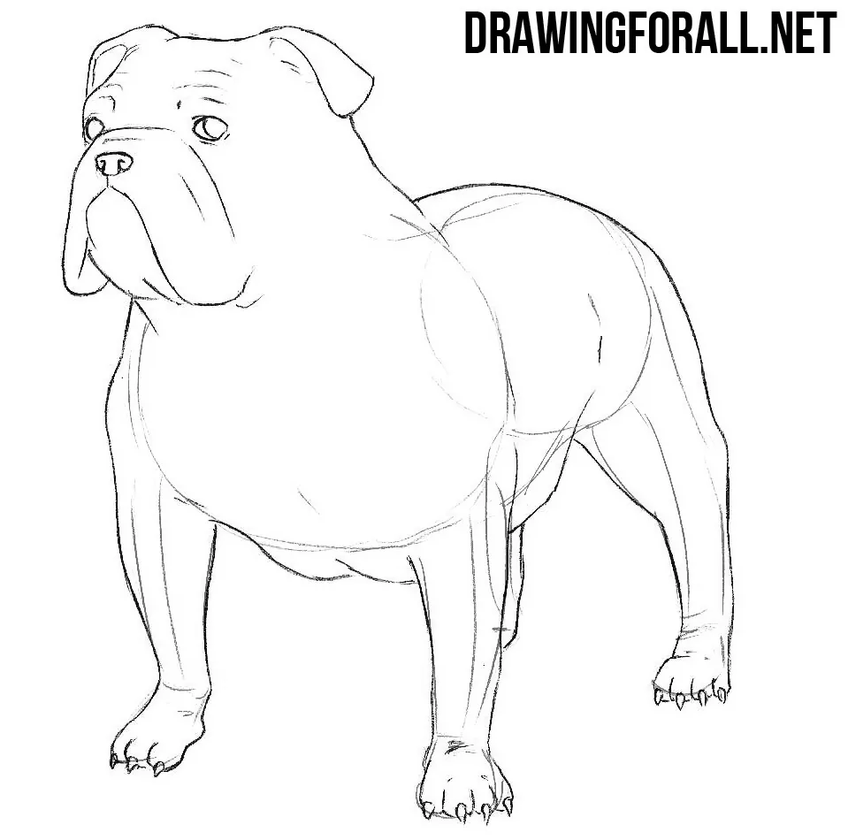 how to draw a bulldog with a pencil