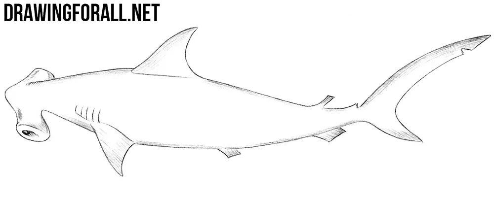 how to draw a hammerhead shark