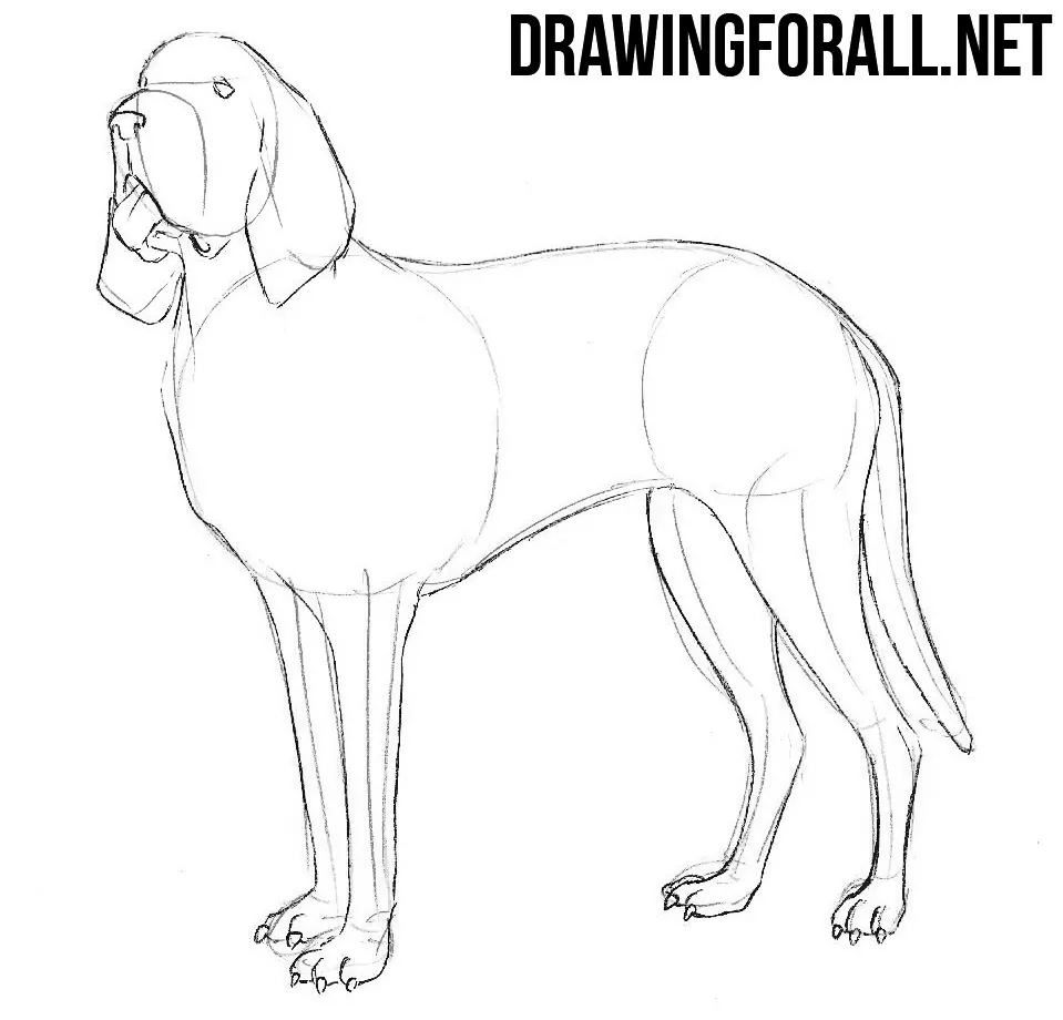 learn to draw a  Bloodhound step by step