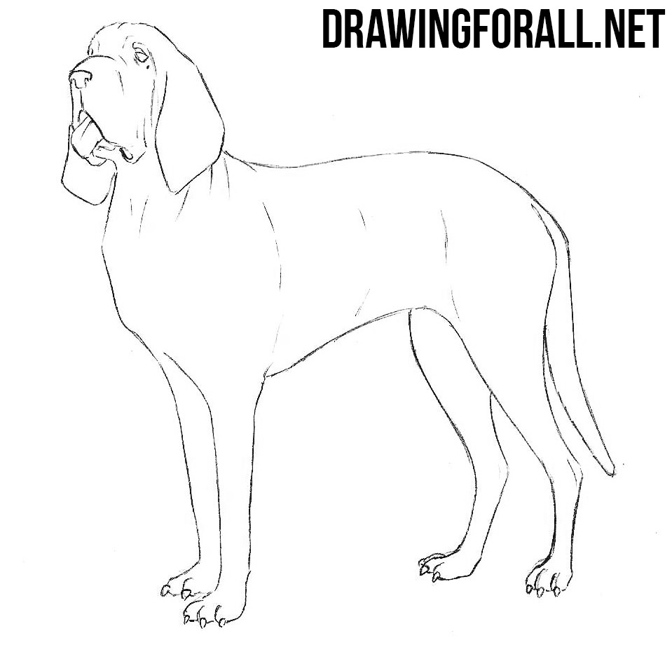 Bloodhound drawing