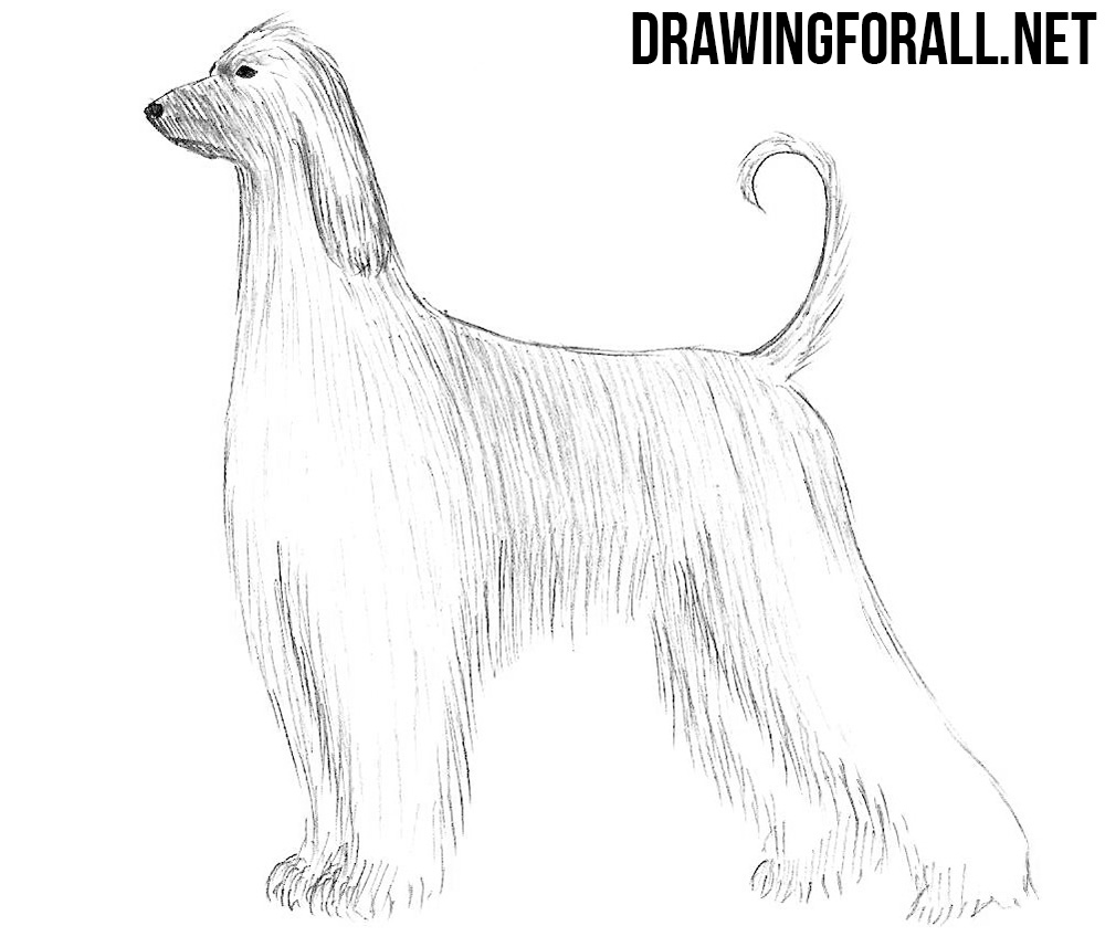 How to Draw  an Afghan hound