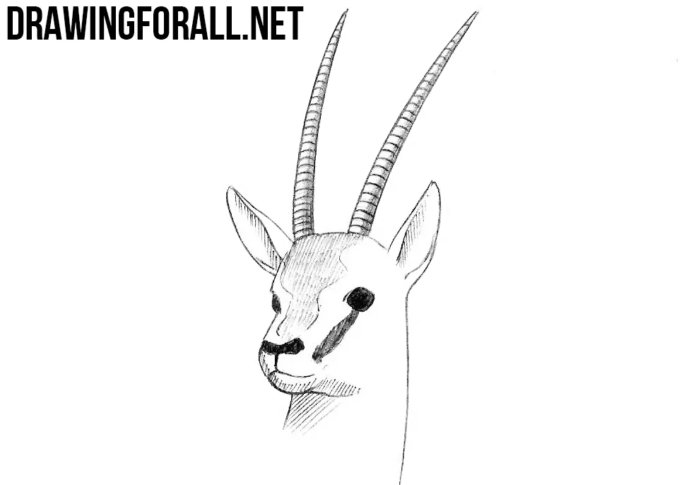 How to Draw an Antelope Head