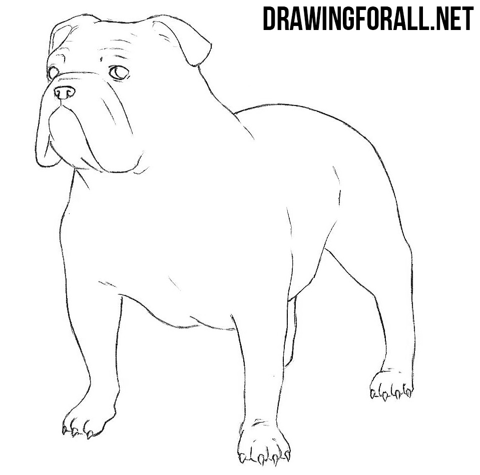bulldog drawing