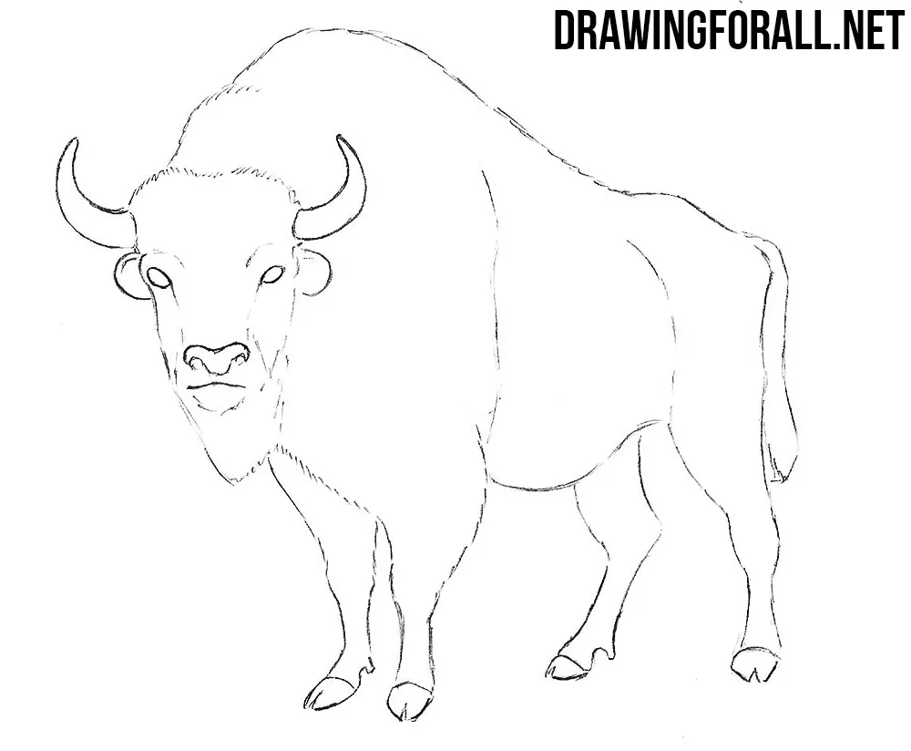 how to draw a bison step by step