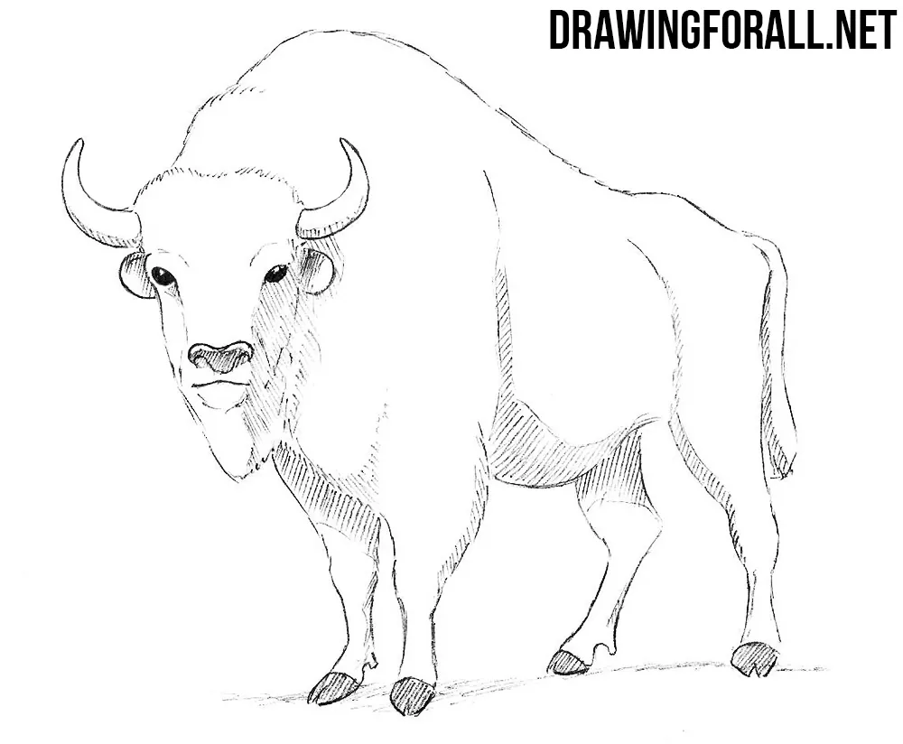 How to Draw a Bison