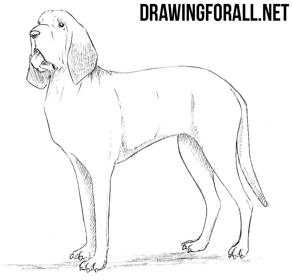 how to draw a Bloodhound