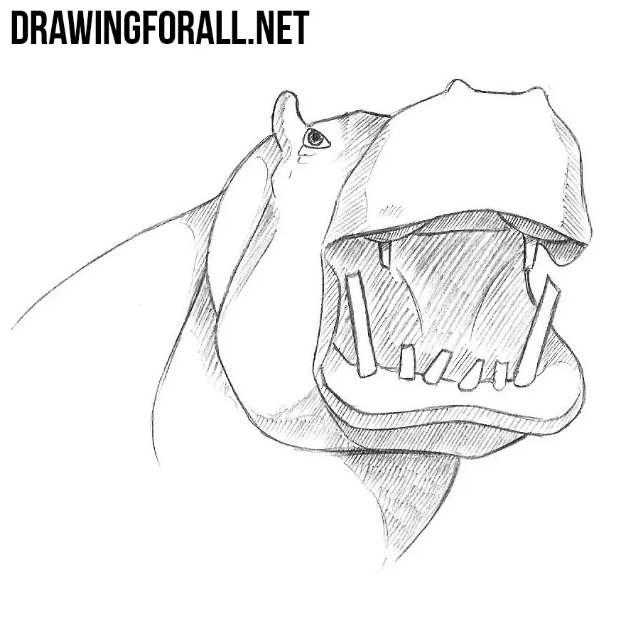 How to Draw a Hippo Head