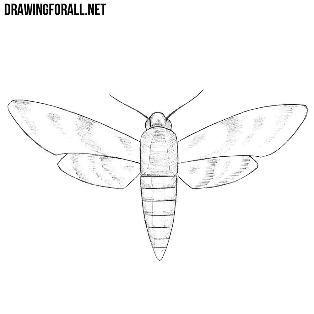 How to Draw a Sphingidae