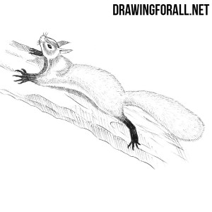 How to Draw a Squirrel Step by Step