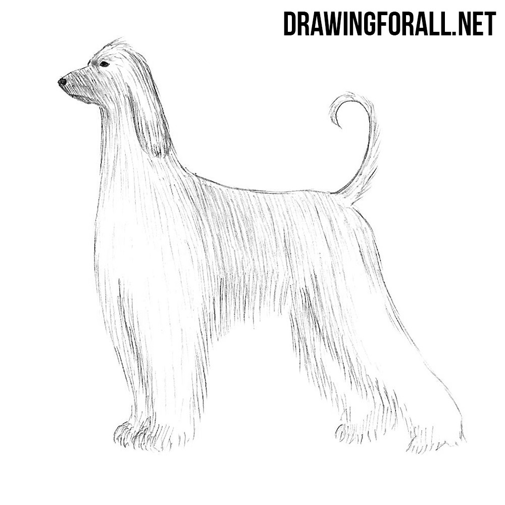 How to Draw an Afghan Hound