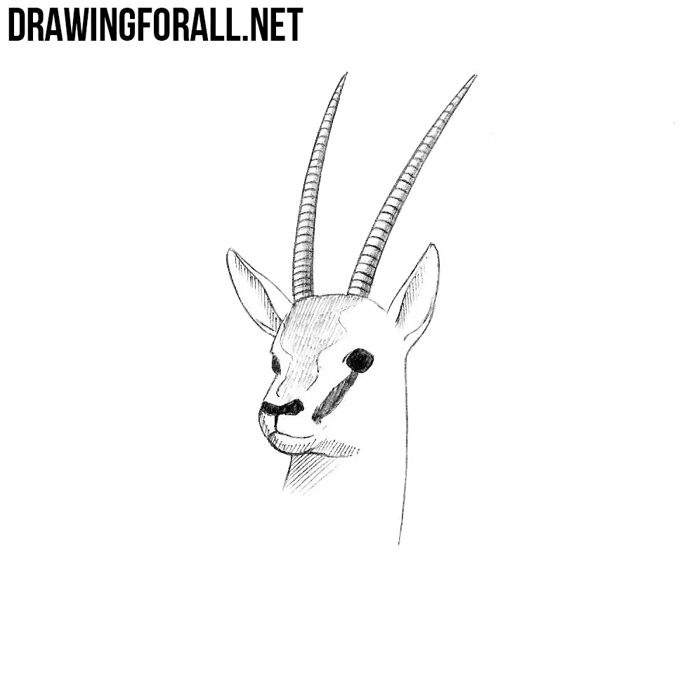 How to Draw an Antelope Head