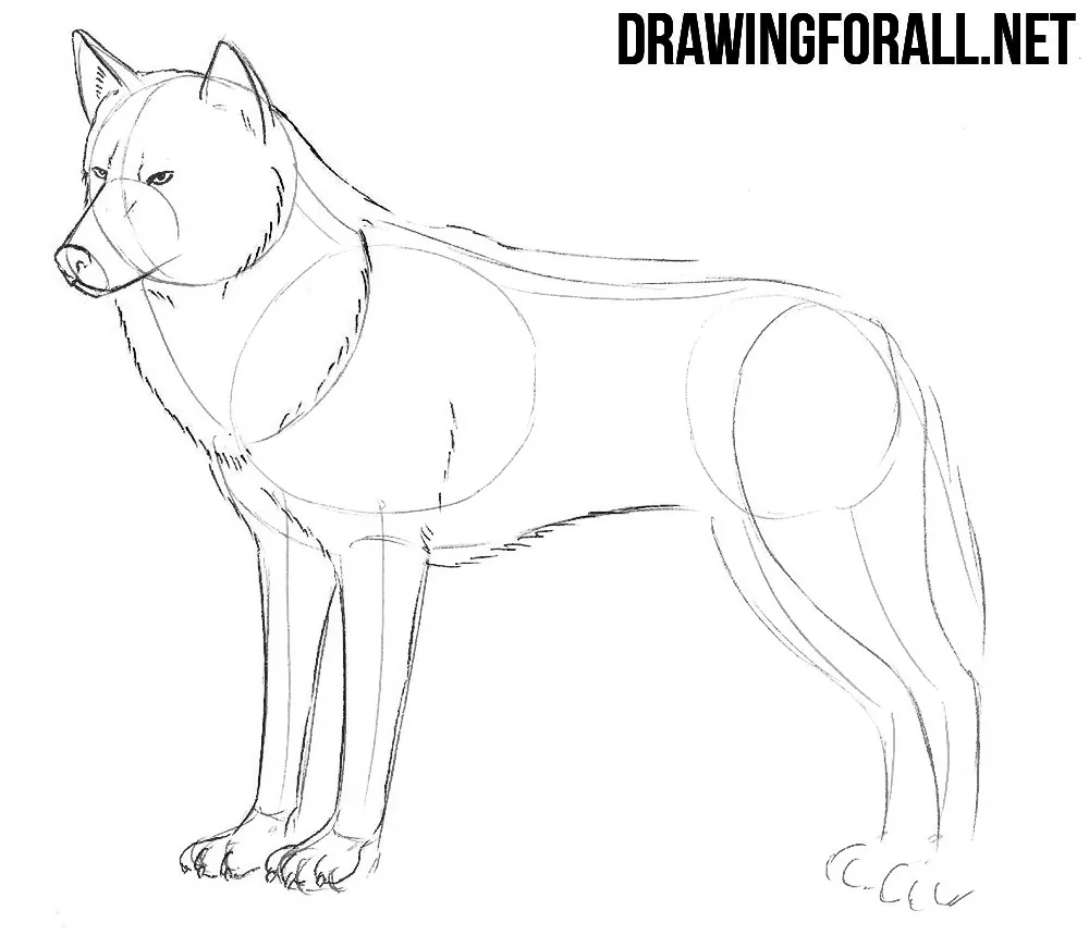how do you draw a wolf