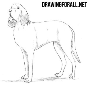 How to Draw a Bloodhound