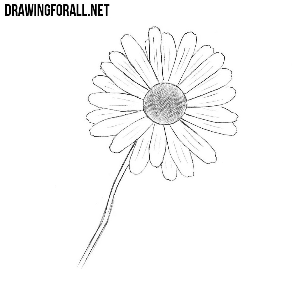 Cute Easy Flower Sketches To Draw 