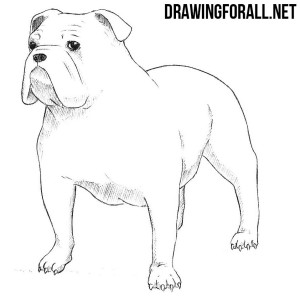 How to Draw a Bulldog