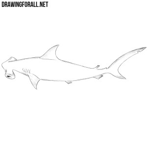 how to draw a hammerhead shark