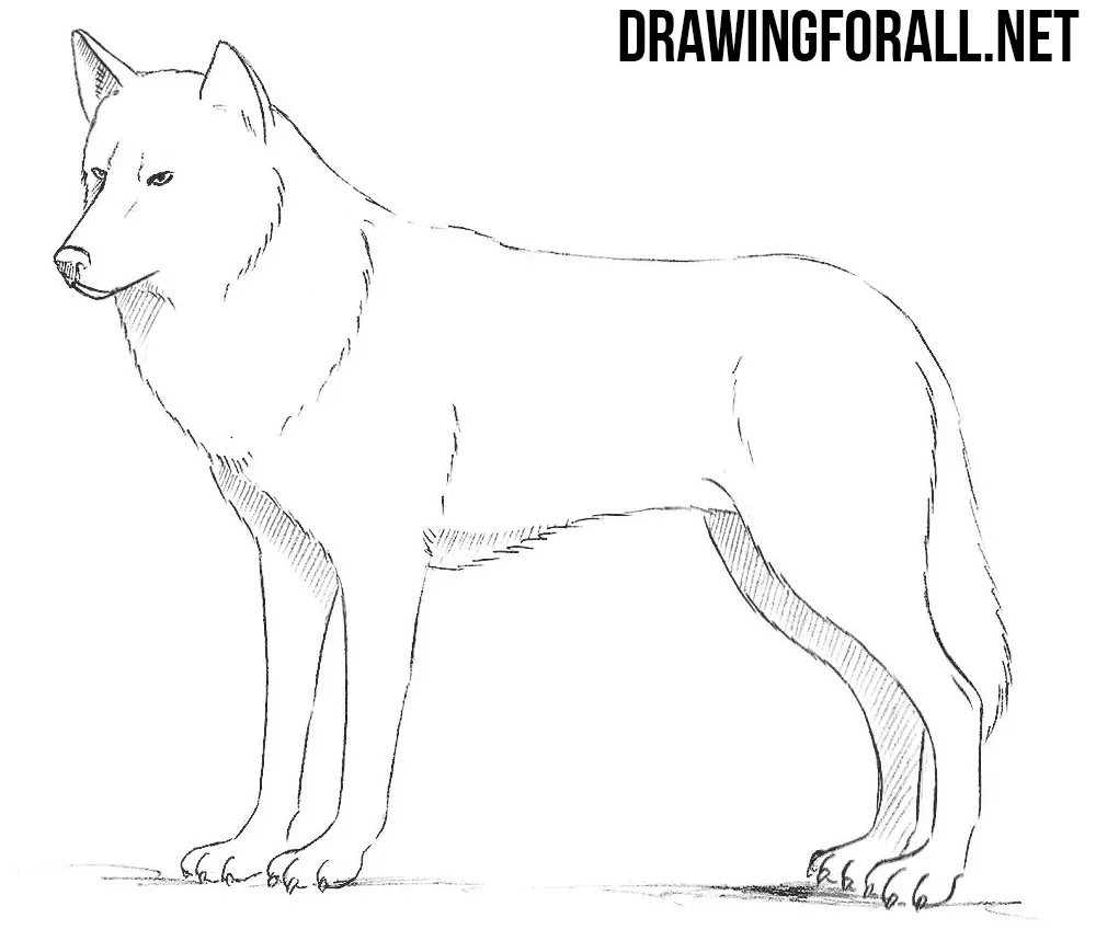 easy wolf pencil drawing