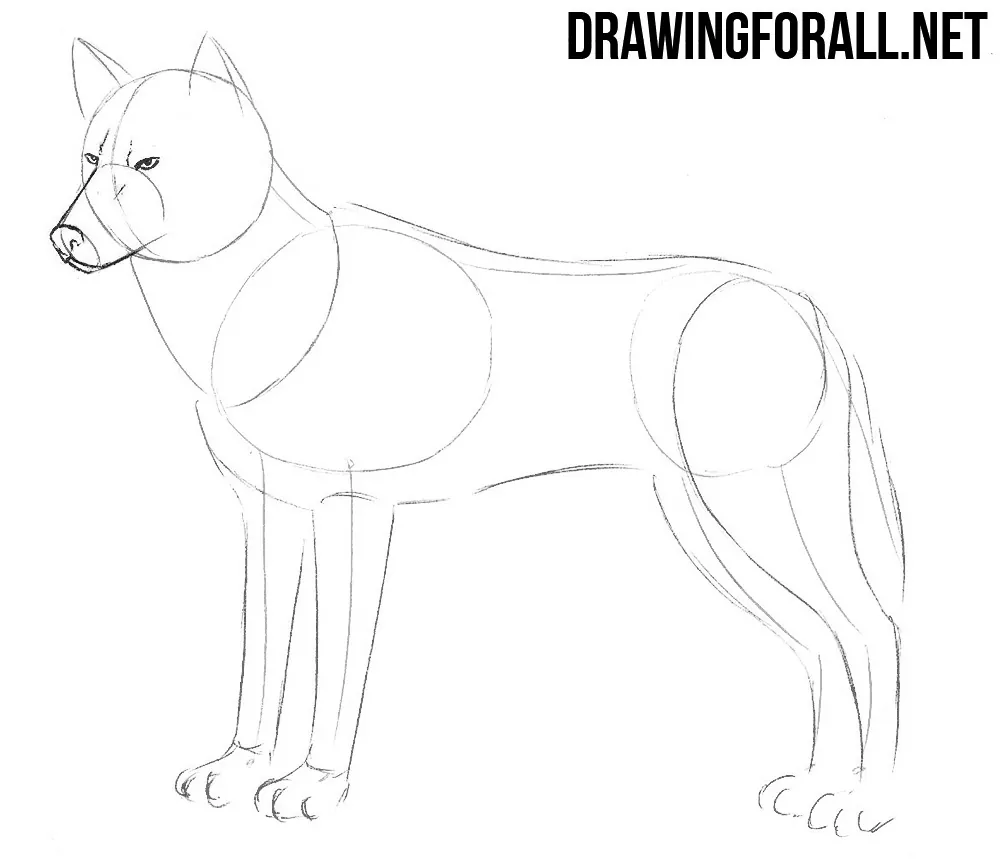 how to draw realistic wolf step by step