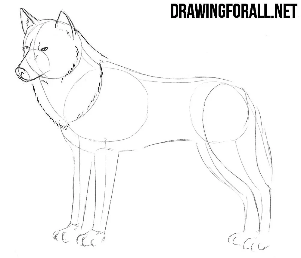 how to draw realistic wolf