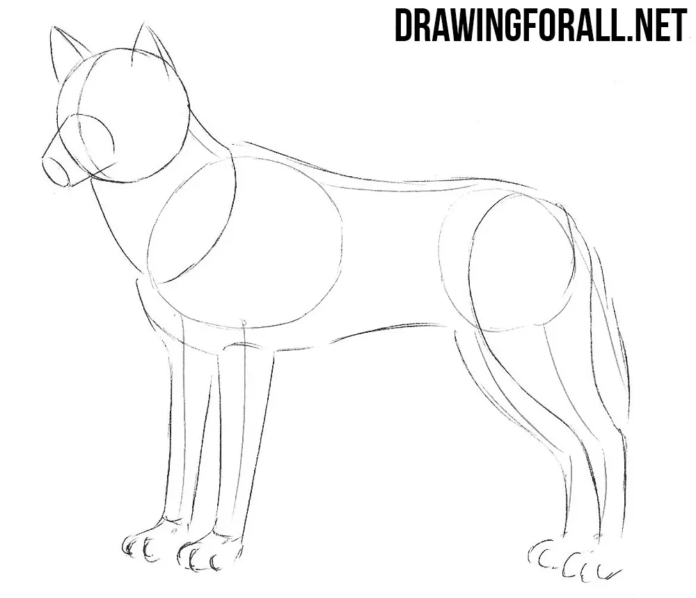how to draw wolf
