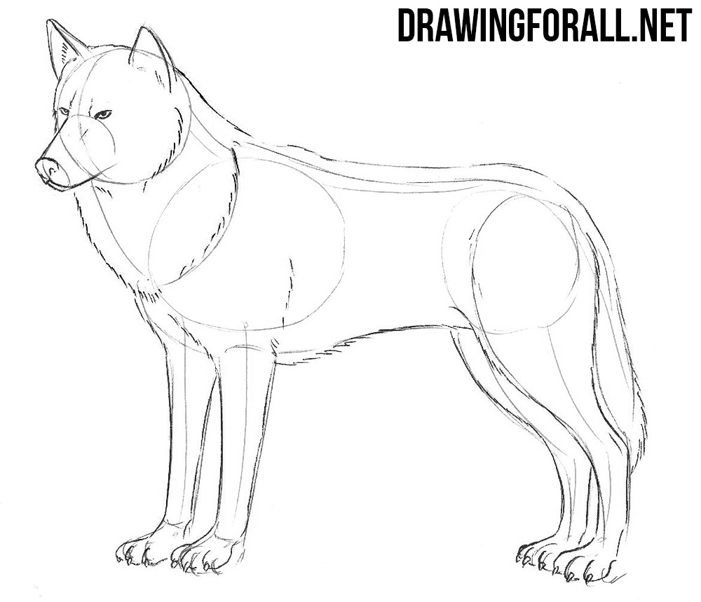 how to sketch a wolf