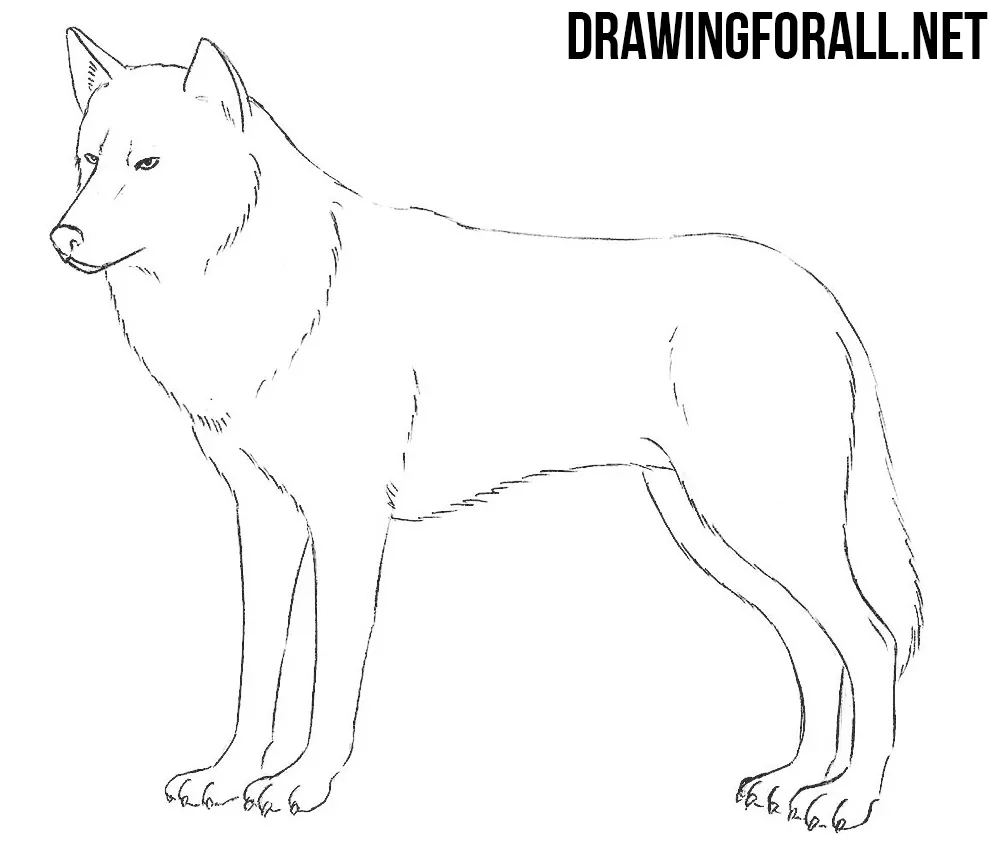 wolf drawing