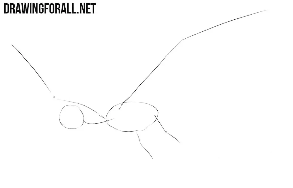 how to draw a Pterodactylus