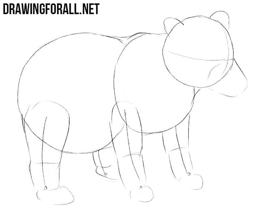 Learn to Draw a Baby Bear step by step