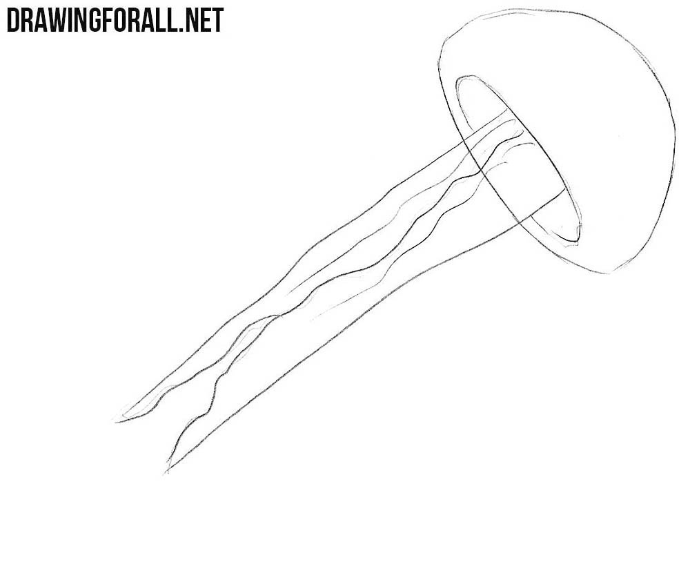 how to draw a Jellyfish step by step