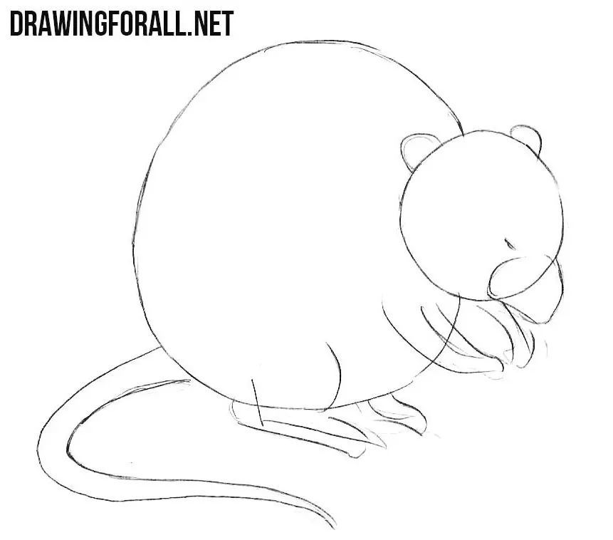 learn How to Draw a Muskrat